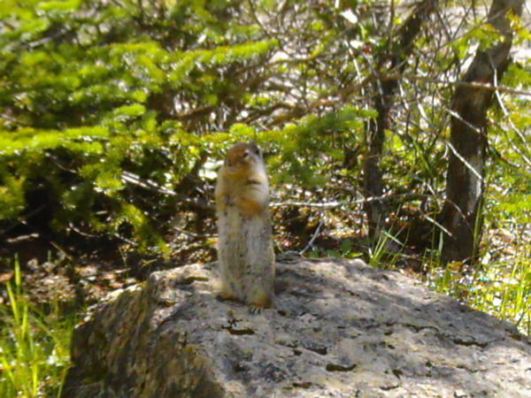 Resident Ground Squirrel at Yoho National Park