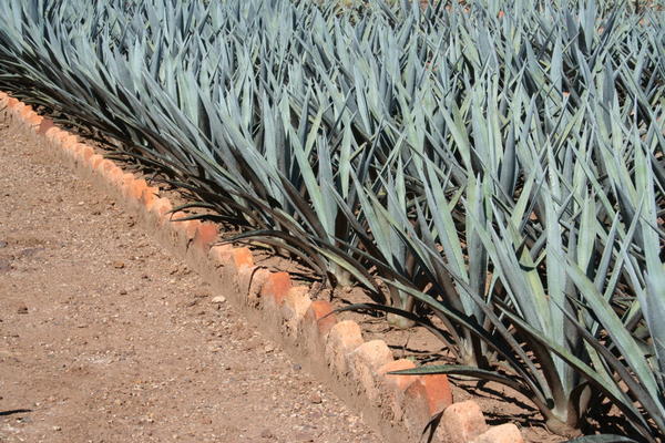 Agave Plants