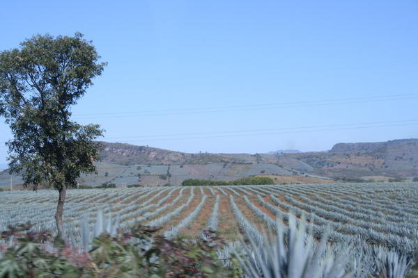 Agave Fields
