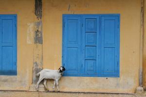 Goat in Fort Cochin