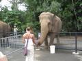 Feeding Sabu the elephant!