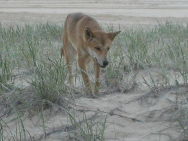 Dingo on the hunt for shoes..