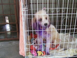 i find it slightly strange that the thais dye their poodles purple