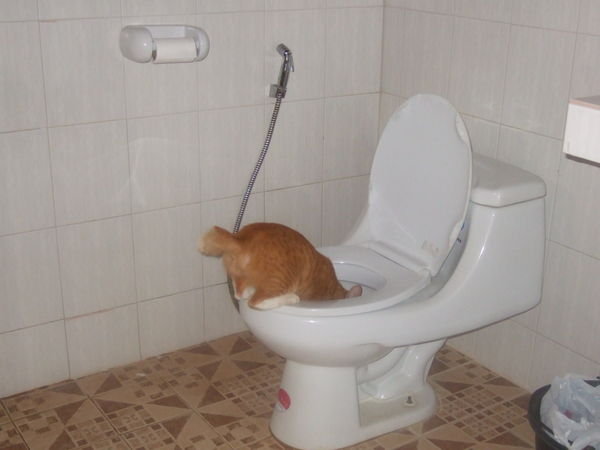 our adopted cat drinking out of sheenas toilet