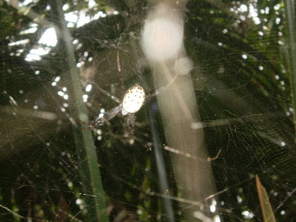 Spider on way up Kho Ra