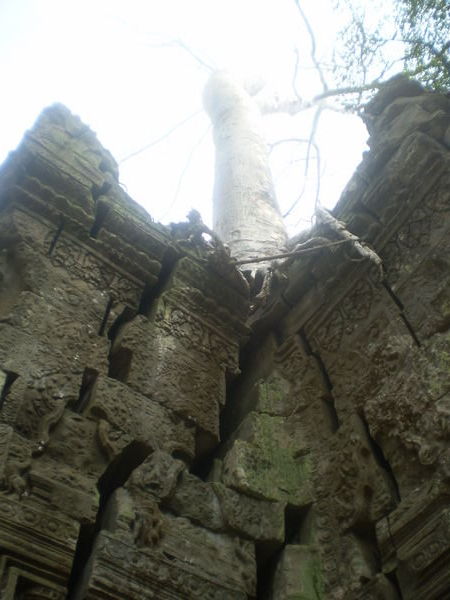 Ta Prohm trees growing out of the ruins