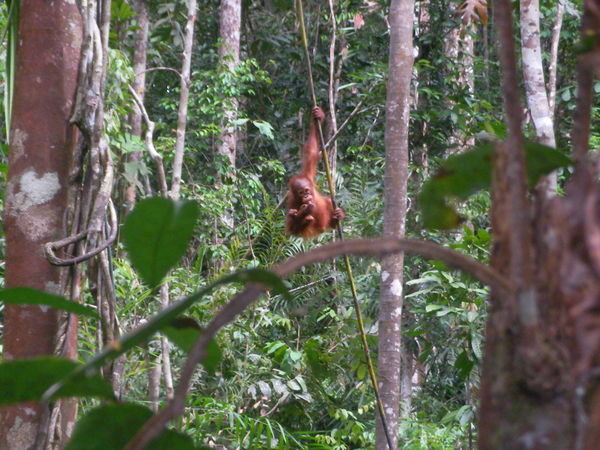 at the orang utan reserve