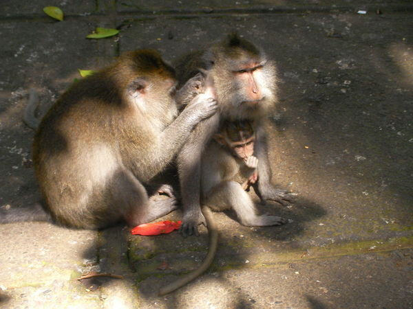 monkey forest