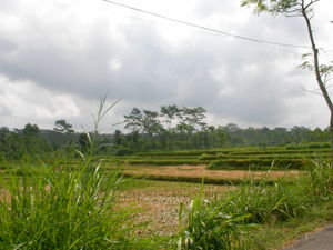 Paddy fields, Bali