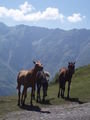 caucasus horses