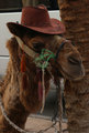 Cowboy Camel