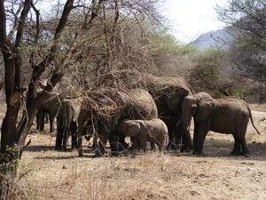 Baby Elephant at Lake Manyara