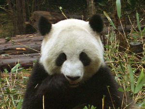 An Introspective Panda