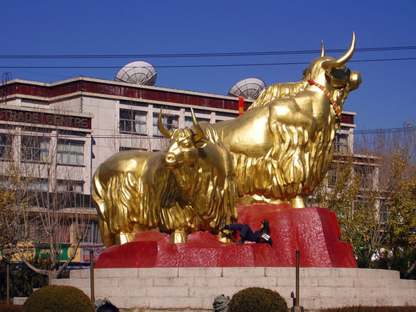 Big golden yaks