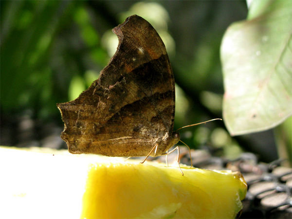 Mottled butterfly
