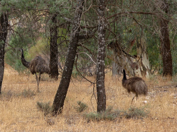 Wild Emus running away