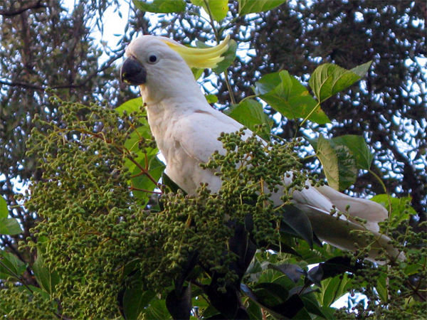 Sulphur crested cockatoo