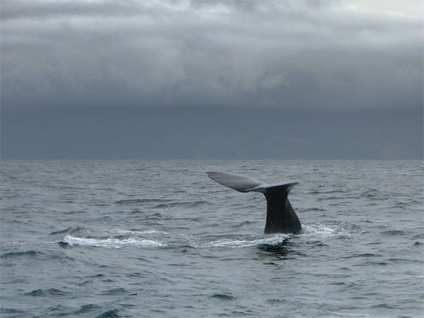 Whale tail, part the first
