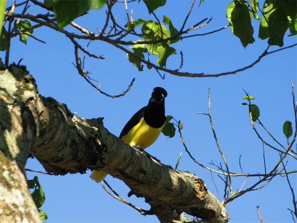 Birdlife, Iguazu