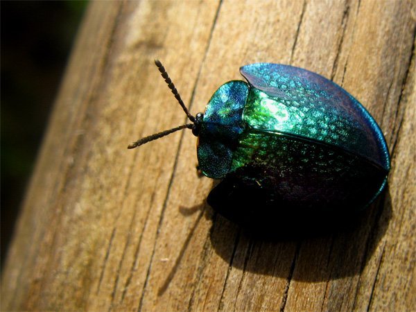 Shiny green bug