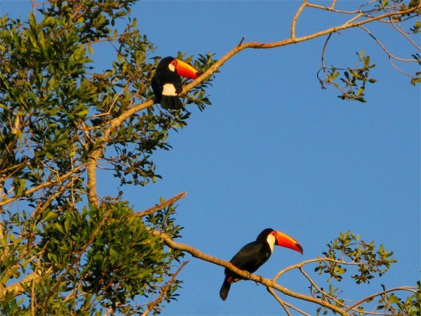 Wild toucans