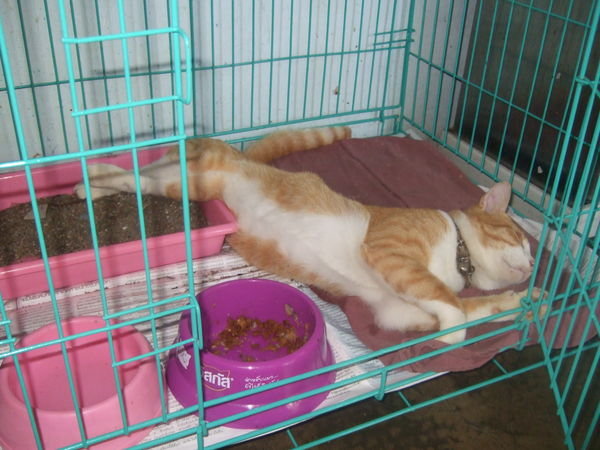 Ginger sleeping in his cage