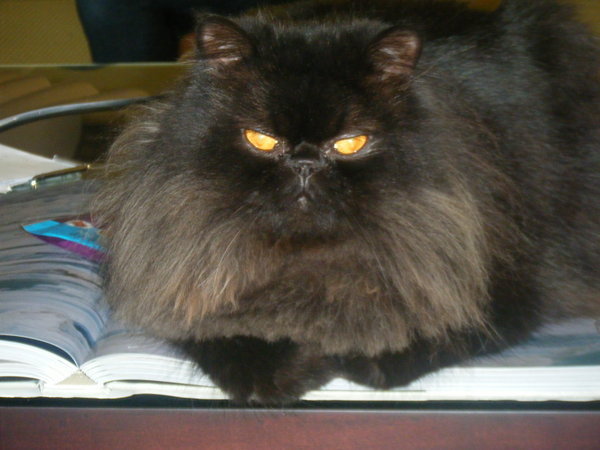 Baxter - Elaines cat