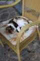 A Lazy Cafe Kitty