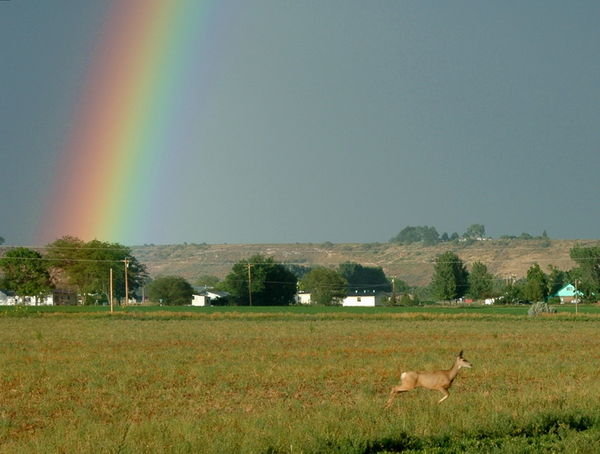Deer and Rainbow