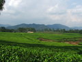 tea plantations. all over.