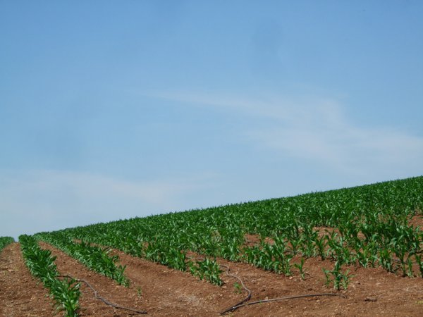 corn fields