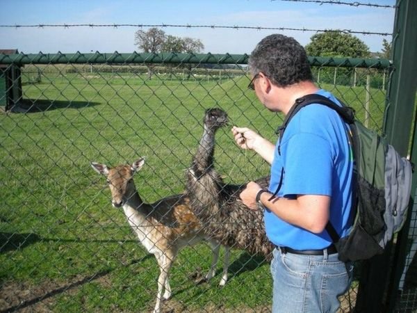 Feeding the deer and.... the emu's ???