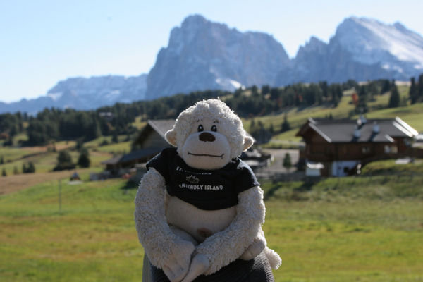 Harassing cows in the Dolomites.
