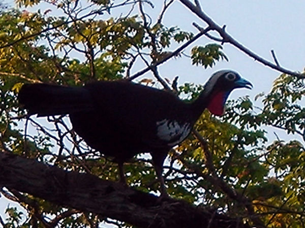 Black Fronted Piping-Guan