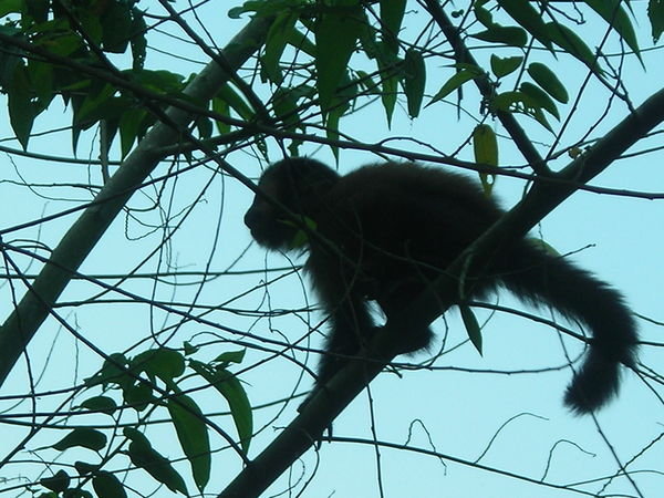 Monkey, Iguazu Falls