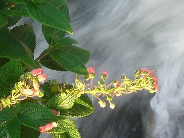 Flowers over the falls