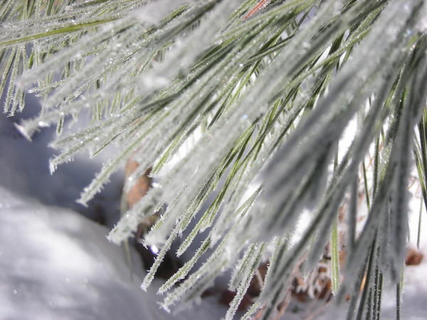 Detail - Icy Pine