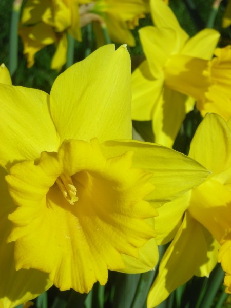 King Edward Daffodils