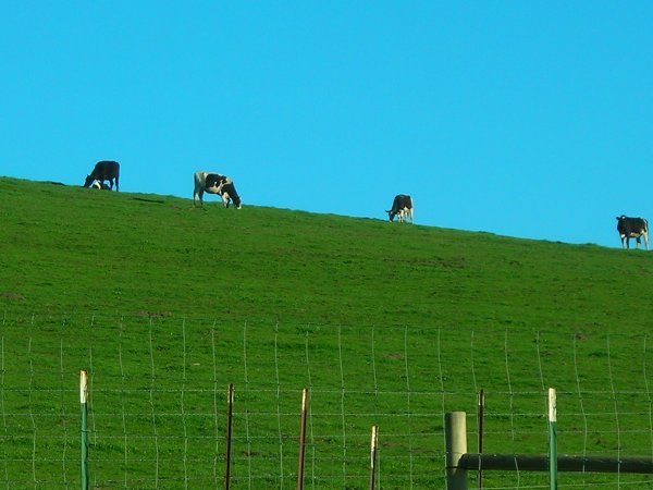 Cows above Ten Acre