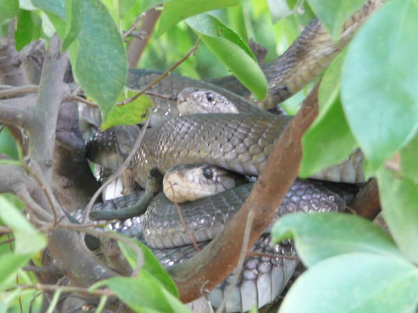 A tree full of Pit Vipers