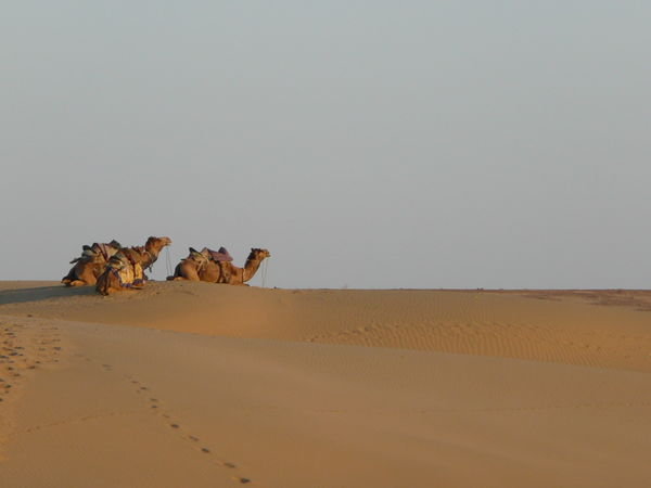 Camels and dunes at sunset