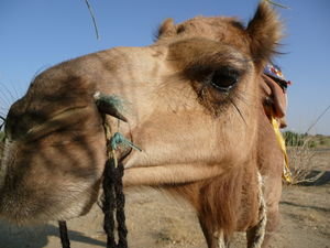 Raj - Sandra's camel for the safari