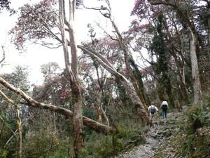 Rhododendron forest between Chhamrong and Tadapani