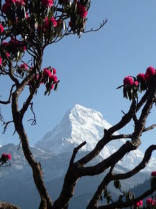 Annapurna South and Rhododrendron bloom