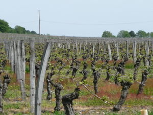 The Loire valley - wine country :-)