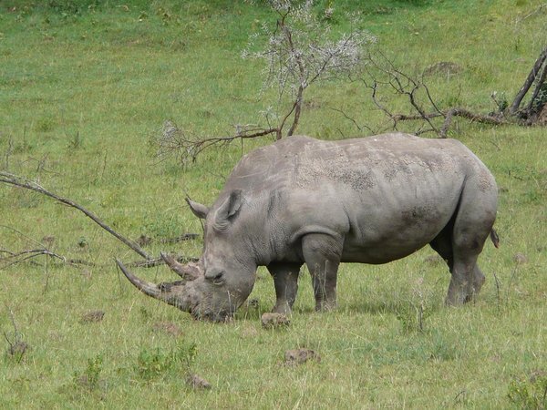 White rhino, Lake Nakuru
