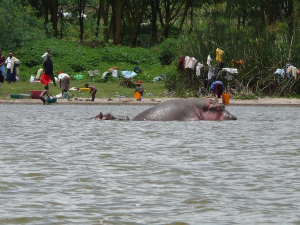 Shagging hippos, Lake Naivasha