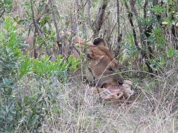 Lioness eating lion cub, Masai Mara, Kenya