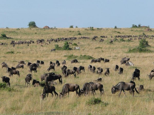 The migration, Masai Mara