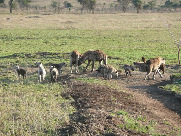 Hyena pack, Serengetti